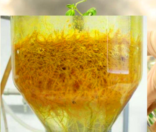 Thành phần kem Sâm Ngọc Linh Skginseng