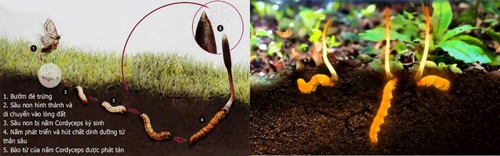 Nguồn gốc hình thành Đông trùng hạ thảo trong tự nhiên