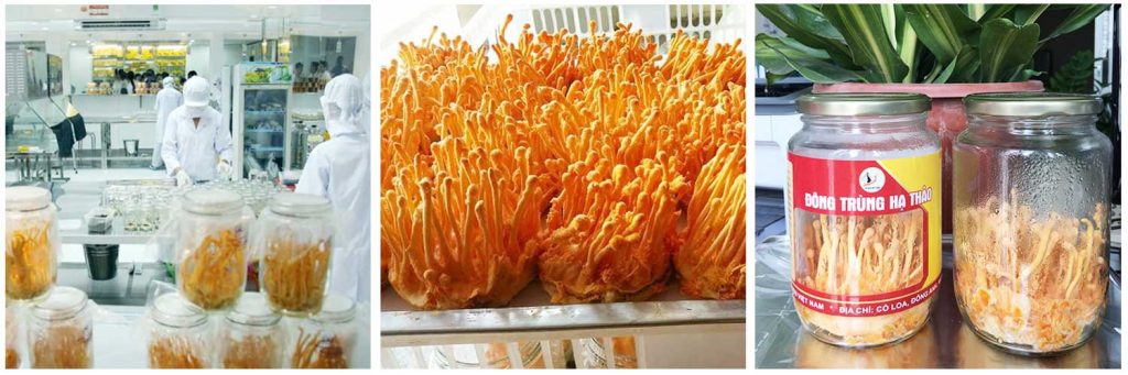 Quá trình nuôi cấy Đông trùng hạ thảo