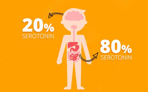 Serotonin tác dụng Serotonin tác dụng