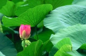 Lá sen giúp ổn định huyết áp nhưng chỉ được thời gian đầu