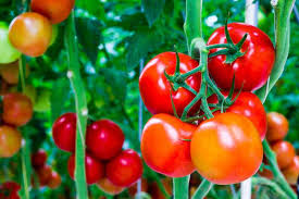 Cà chua thực phẩm lựa chọn hàng đầu của da nám