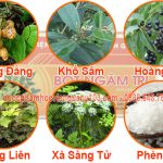 Bột Ngâm Trĩ Viện Y Học Cổ Truyền thành phần