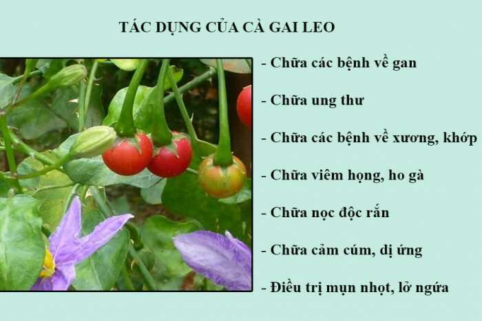 Tac Dung Cua Cay Ca Gai Leo