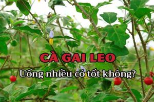 Uong Nhieu Ca Gai Leo Co Tot Khong