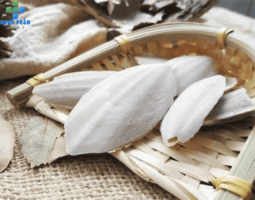 Mai mực trong thuốc dạ dày bình vị nam viện 354